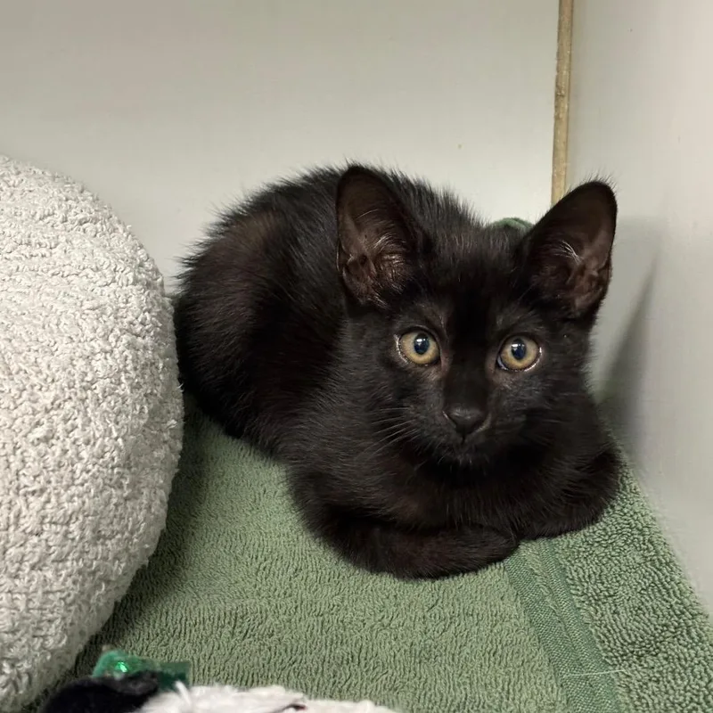 A baby small-sized female Black Domestic Short Hair cat named Aire for adoption in Hawthorne, CA