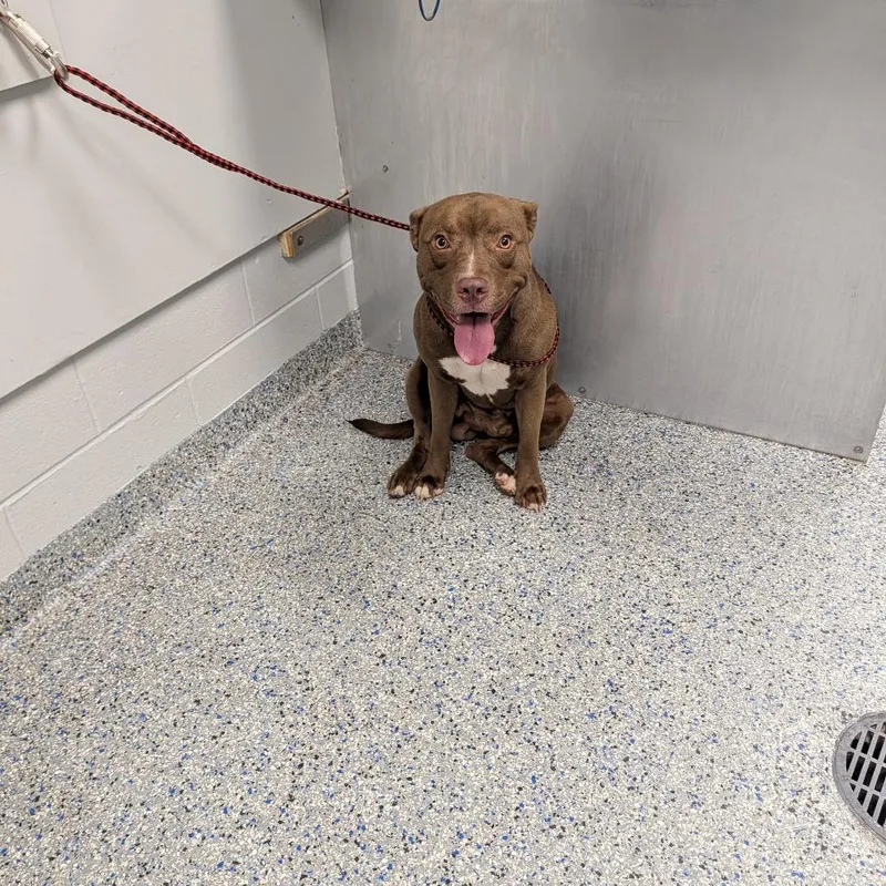 An adult medium-sized male Brown / Chocolate Mixed Breed dog named Bullwinkle for adoption in Greenville, SC