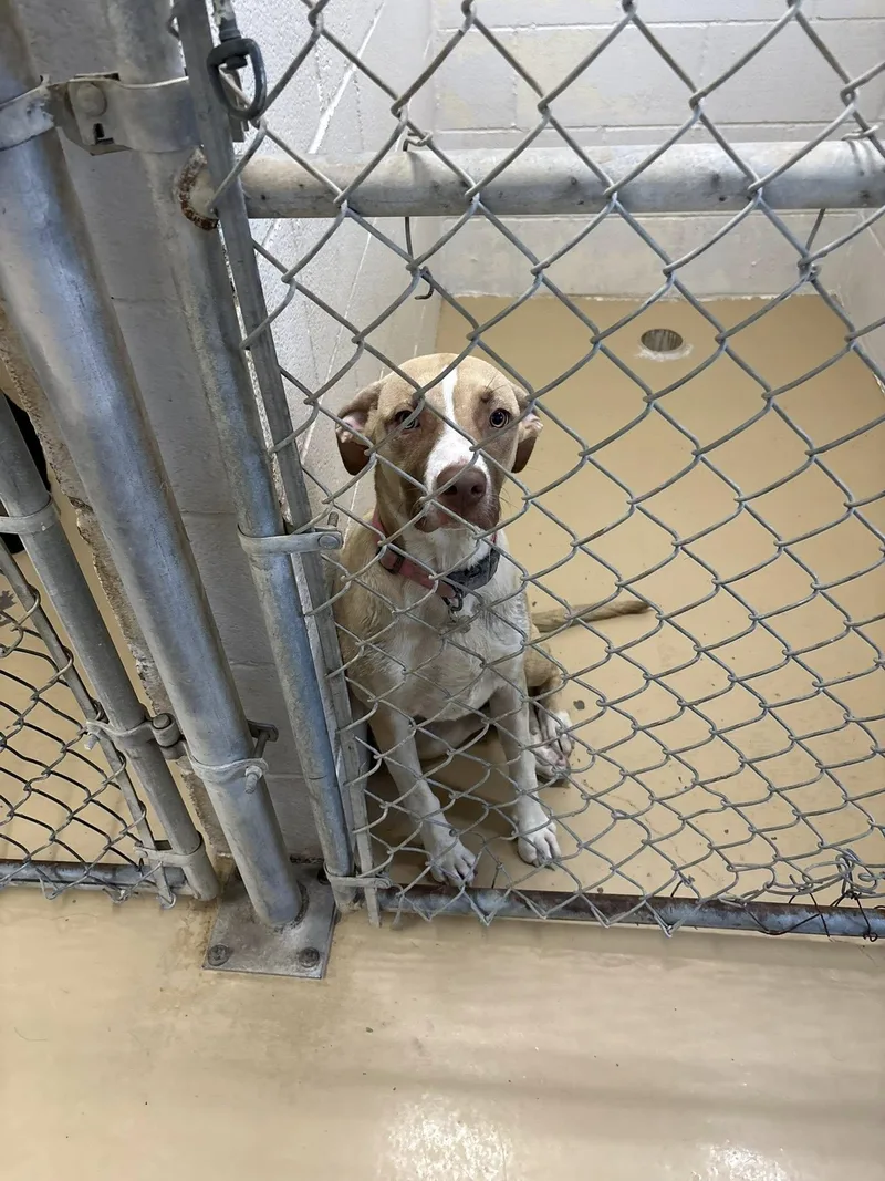 A young large-sized female Mixed Breed dog named Luna for adoption in Clyde, TX