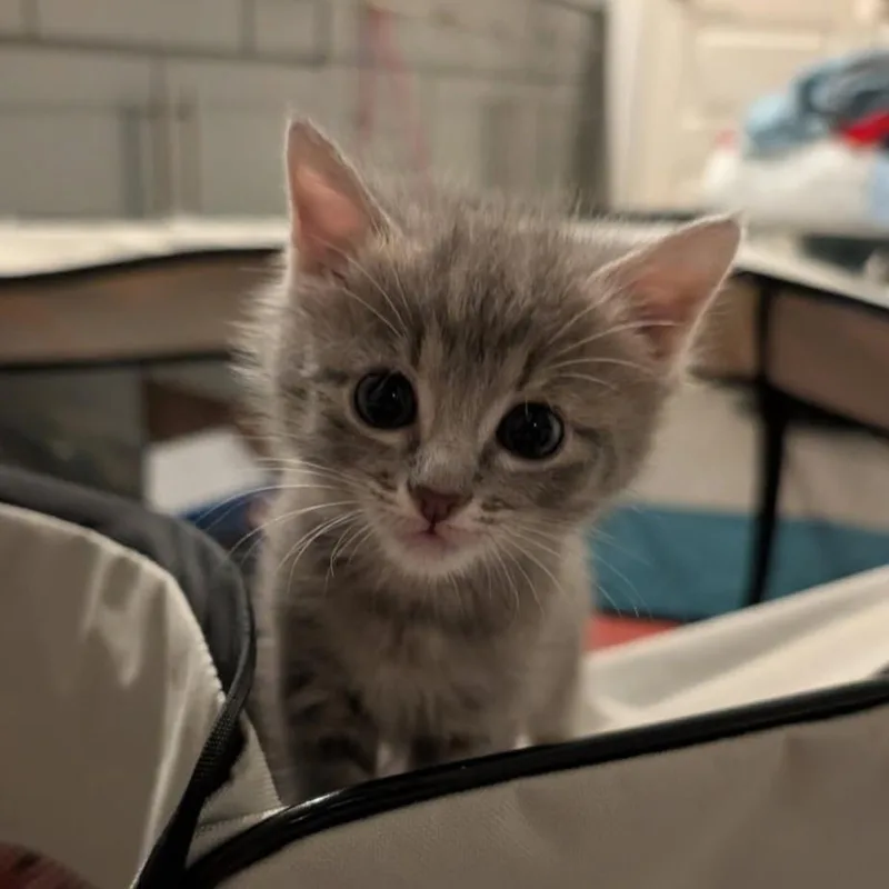 Olivia Meowington thumbnail 2