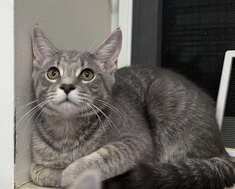 A young medium-sized male Tabby (Gray / Blue / Silver) Domestic Short Hair cat named Haru for adoption in Dunkirk, NY