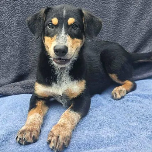 A baby medium-sized female Black Australian Cattle Dog / Blue Heeler dog named Vera for adoption in Leesburg, AL