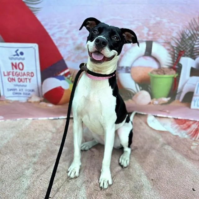 A young medium-sized female Patterdale Terrier / Fell Terrier dog named Cheech for adoption in Long Beach, CA