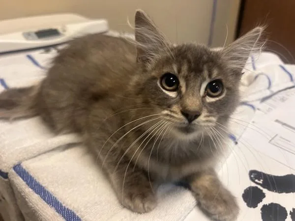 A baby small-sized male Domestic Long Hair cat named Topher for adoption in Oceanside, CA