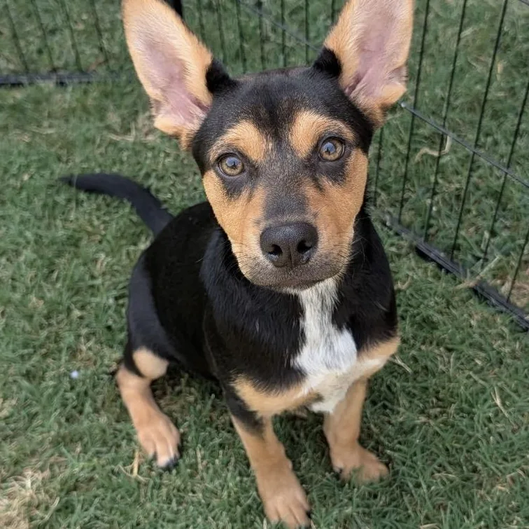 Dixie