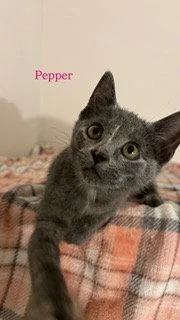 Pepper thumbnail 2