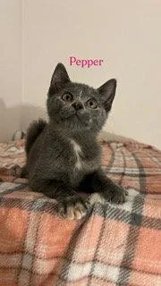 Pepper thumbnail 3