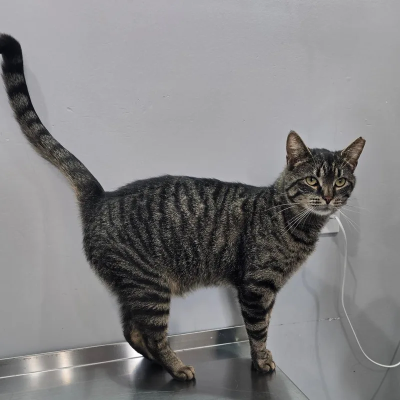 An adult large-sized male Gray / Blue / Silver Domestic Short Hair cat named Earl for adoption in Fairmont, WV