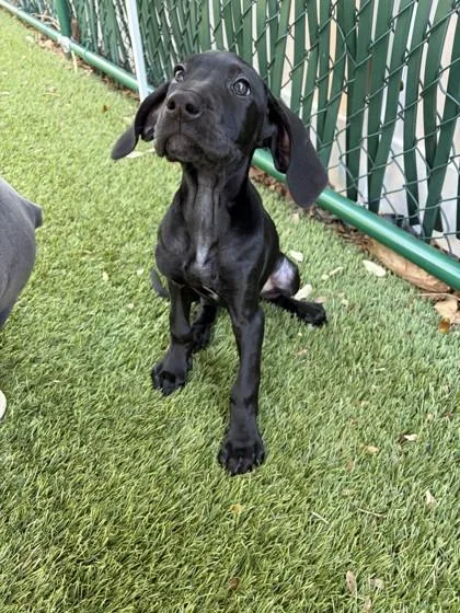 A young small-sized female Great Dane dog named Capri for adoption in North Miami Beach, FL