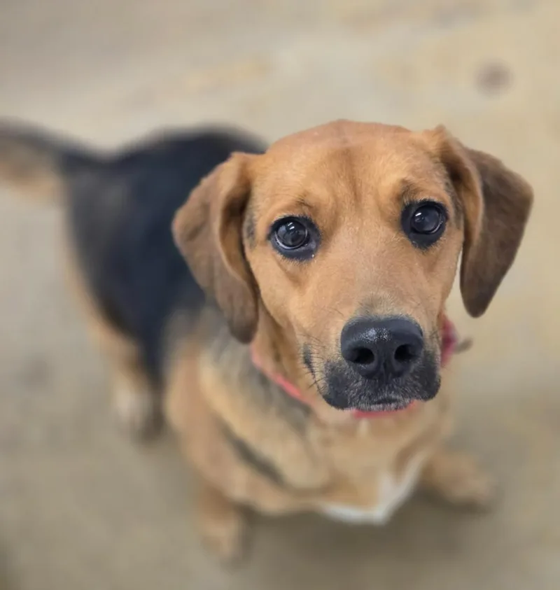 A young medium-sized female Beagle dog named Tinkerbell for adoption in Viroqua, WI