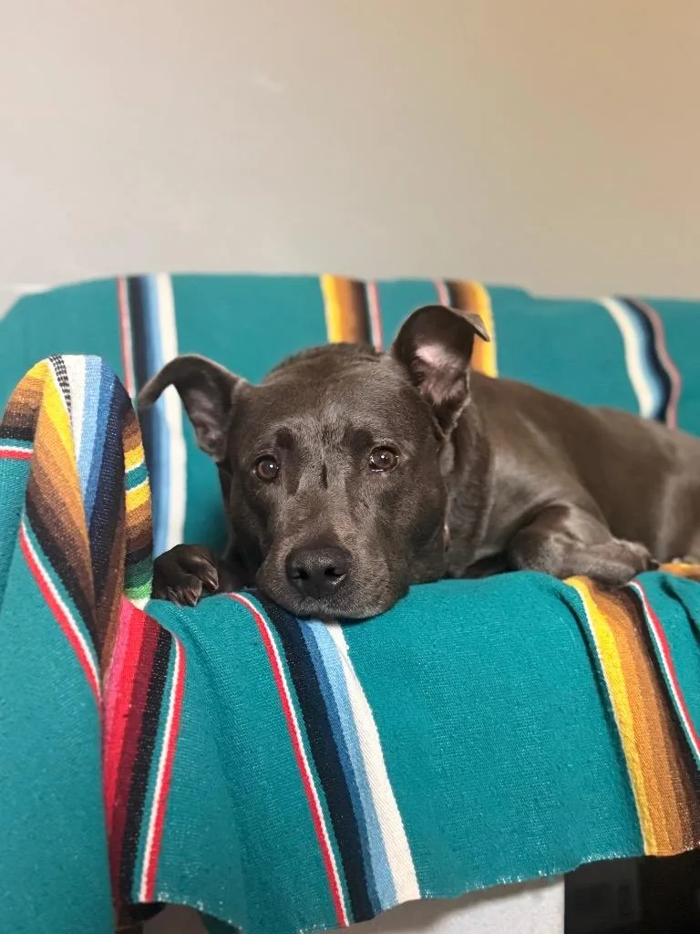 Phoebe thumbnail 2