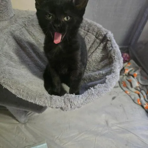 A baby small-sized female Black Domestic Short Hair cat named Hei Hei for adoption in Canal Winchester, OH