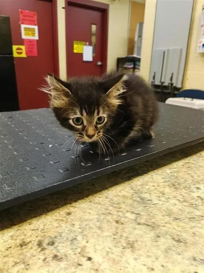 A baby small-sized female Domestic Short Hair cat named Marceline for adoption in Independence, MO