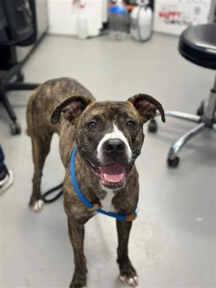 An adult large-sized female Mixed Breed dog named Autumn for adoption in West Chester, PA