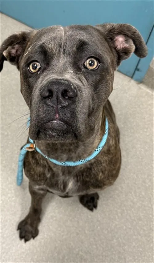 An adult extra large-sized male Cane Corso dog named Joe Cool for adoption in Las Vegas, NV