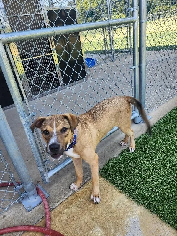 A young medium-sized male Sable Mixed Breed dog named Badger for adoption in Jackson, TN