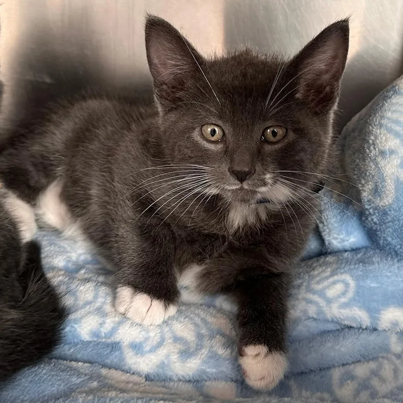 A baby small-sized male Gray / Blue / Silver Domestic Short Hair cat named Zinc for adoption in Springfield, MA