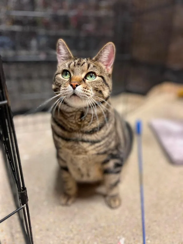 A young large-sized female Domestic Short Hair cat named Biscuit for adoption in Chicago, IL