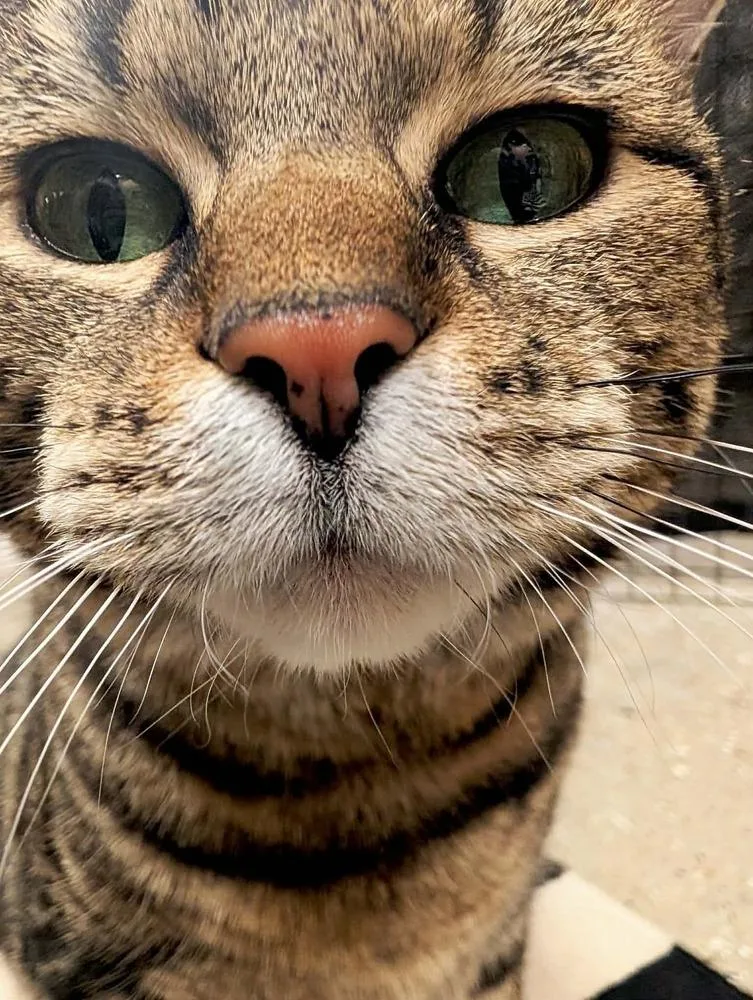 Biscuit thumbnail 5