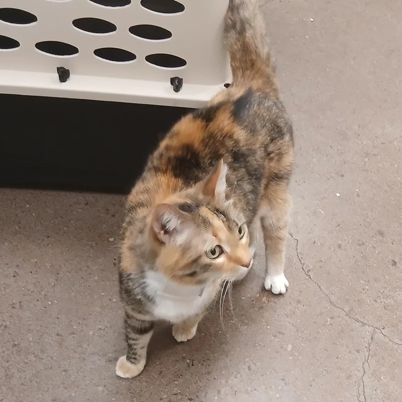 A senior small-sized female Calico Domestic Medium Hair cat named Patches for adoption in Chattanooga, TN