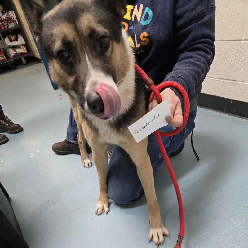 An adult medium-sized male Black Husky dog named Milo FKA Portabella for adoption in Chesapeake, VA