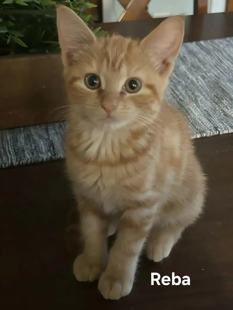 A baby medium-sized female Tabby (Orange / Red) Domestic Short Hair cat named Reba for adoption in Chicopee, MA