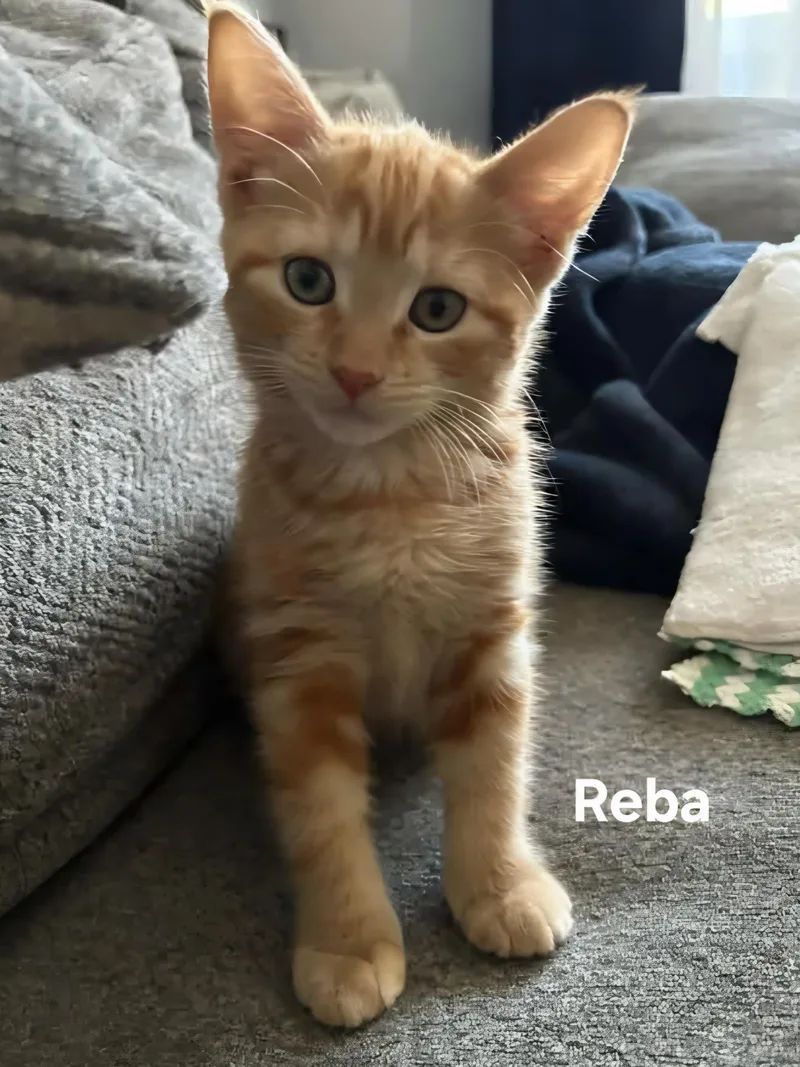 Reba thumbnail 2