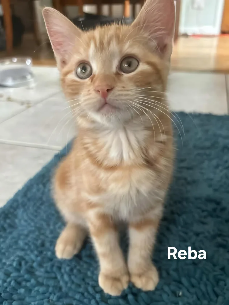 Reba thumbnail 3