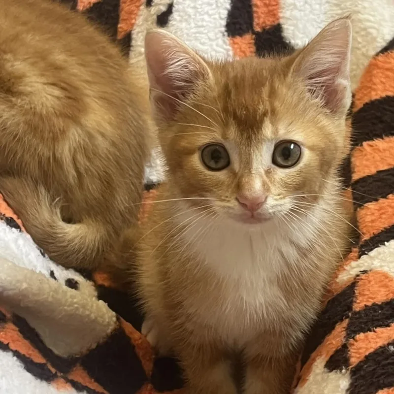 A baby small-sized male Domestic Short Hair cat named Mercutio for adoption in Hagerstown, MD