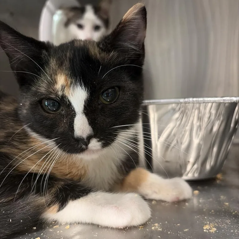 A baby small-sized female Domestic Short Hair cat named Buffy for adoption in Cumming, GA
