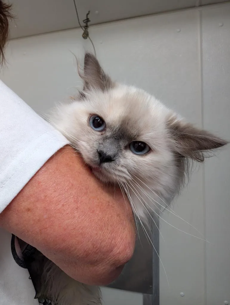 A baby medium-sized female Ragdoll cat named Wendolyn for adoption in Sidney, NY