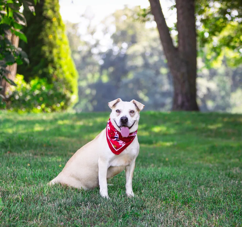 An adult medium-sized female Labrador Retriever dog named Iris for adoption in Coatesville, PA