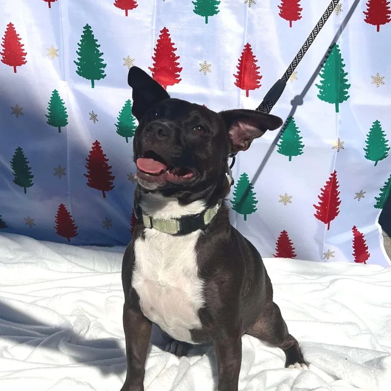 An adult medium-sized female Dachshund dog named Minnie for adoption in Jacksonville, FL