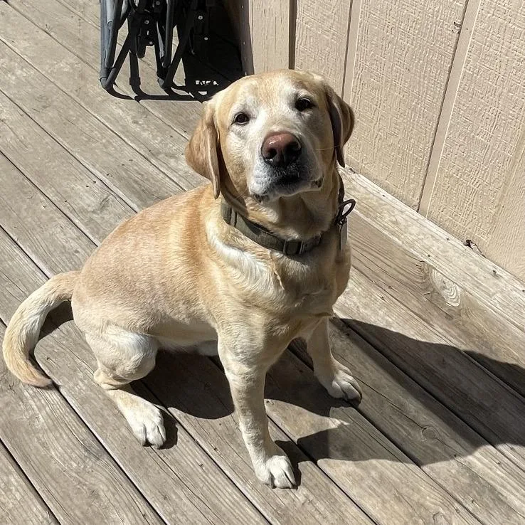 An adult large-sized male Yellow / Tan / Blond / Fawn Labrador Retriever dog named Cooper for adoption in St Joseph, MO