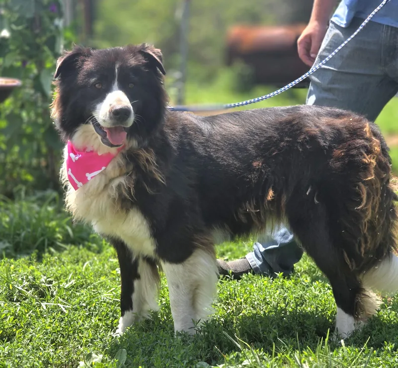 A young medium-sized female Australian Shepherd dog named Ronnie for adoption in Walthill, NE