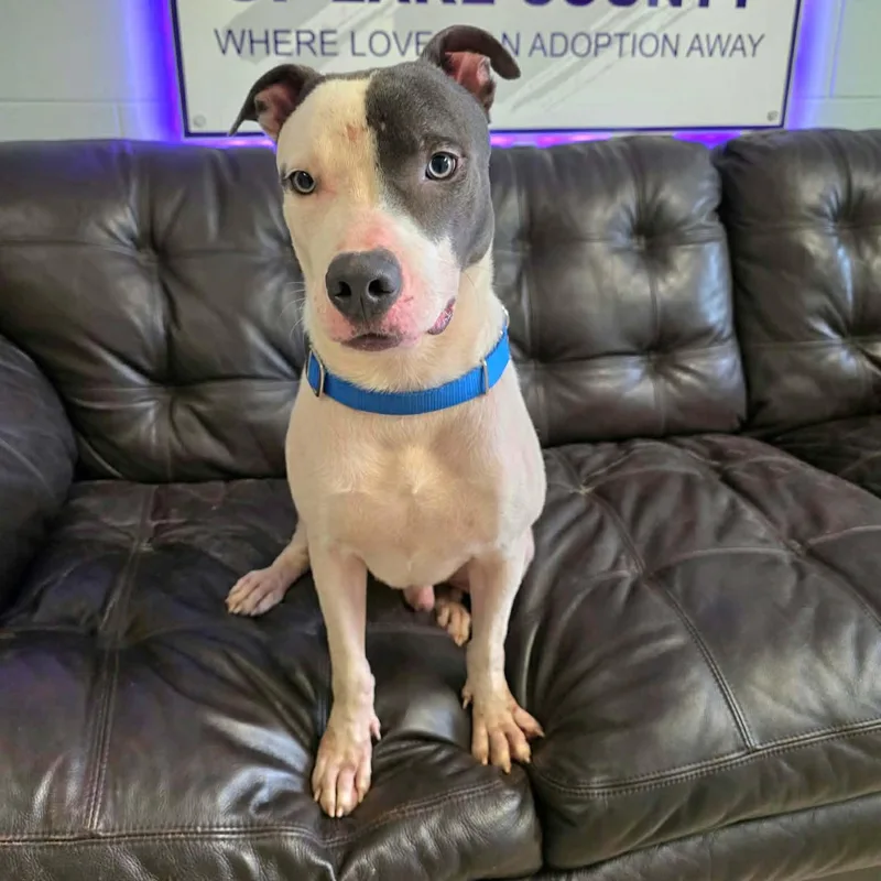 An adult medium-sized male Gray / Blue / Silver Terrier dog named Biscuit for adoption in Umatilla, FL