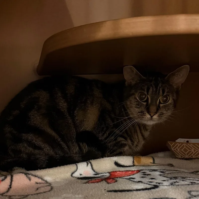 An adult medium-sized female Brown / Chocolate Domestic Short Hair cat named Billie for adoption in Middlebury, VT