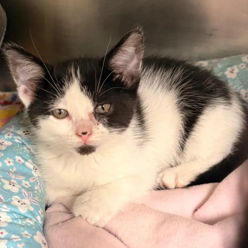 A baby small-sized female Black Domestic Short Hair cat named Dottie for adoption in Evansville, IN