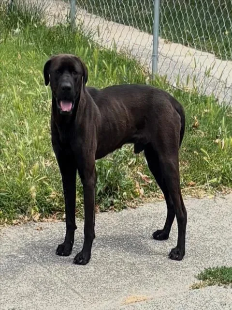 An adult large-sized male Labrador Retriever dog named Kobe for adoption in Woodland, CA