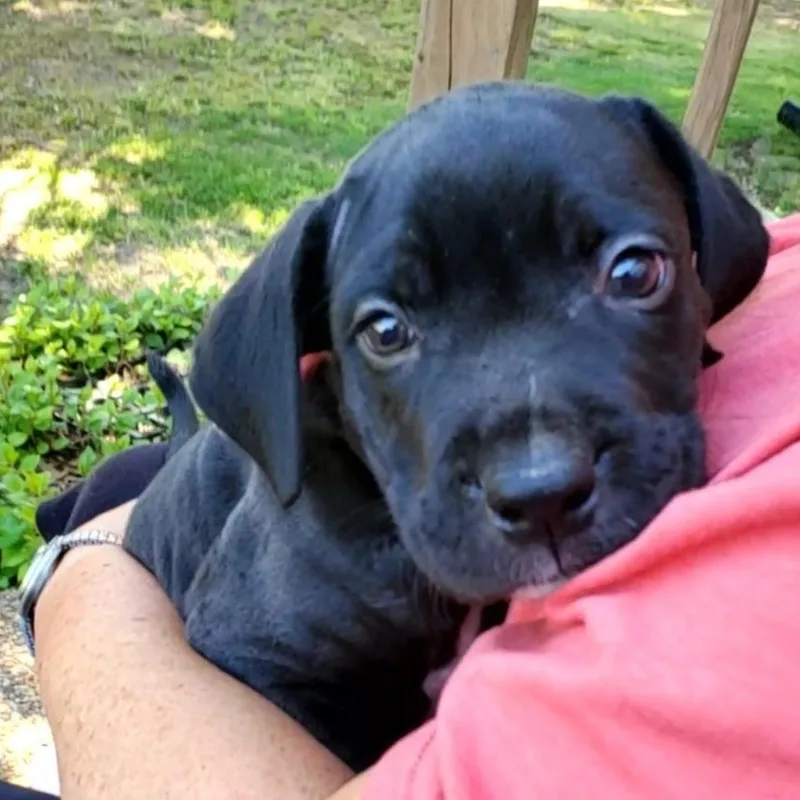 A baby large-sized male Black Mastiff dog named Hero for adoption in Colonial Heights, VA