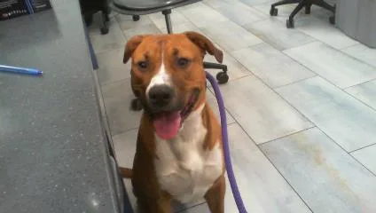 A young large-sized male Labrador Retriever dog named Bruno for adoption in Charlotte, NC