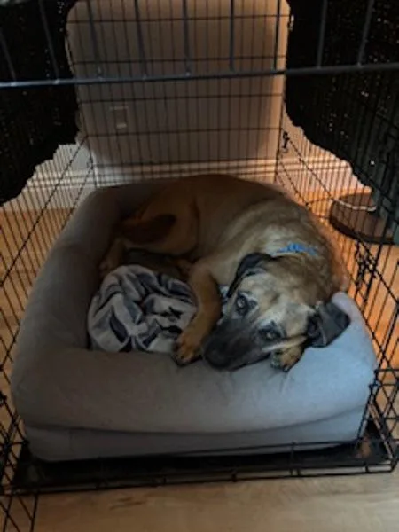 A senior large-sized female Great Dane dog named Nova for adoption in San Diego, CA