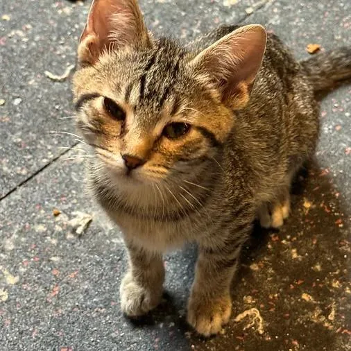 A baby small-sized male Tabby (Brown / Chocolate) Domestic Short Hair cat named Goopy for adoption in Albuquerque, NM