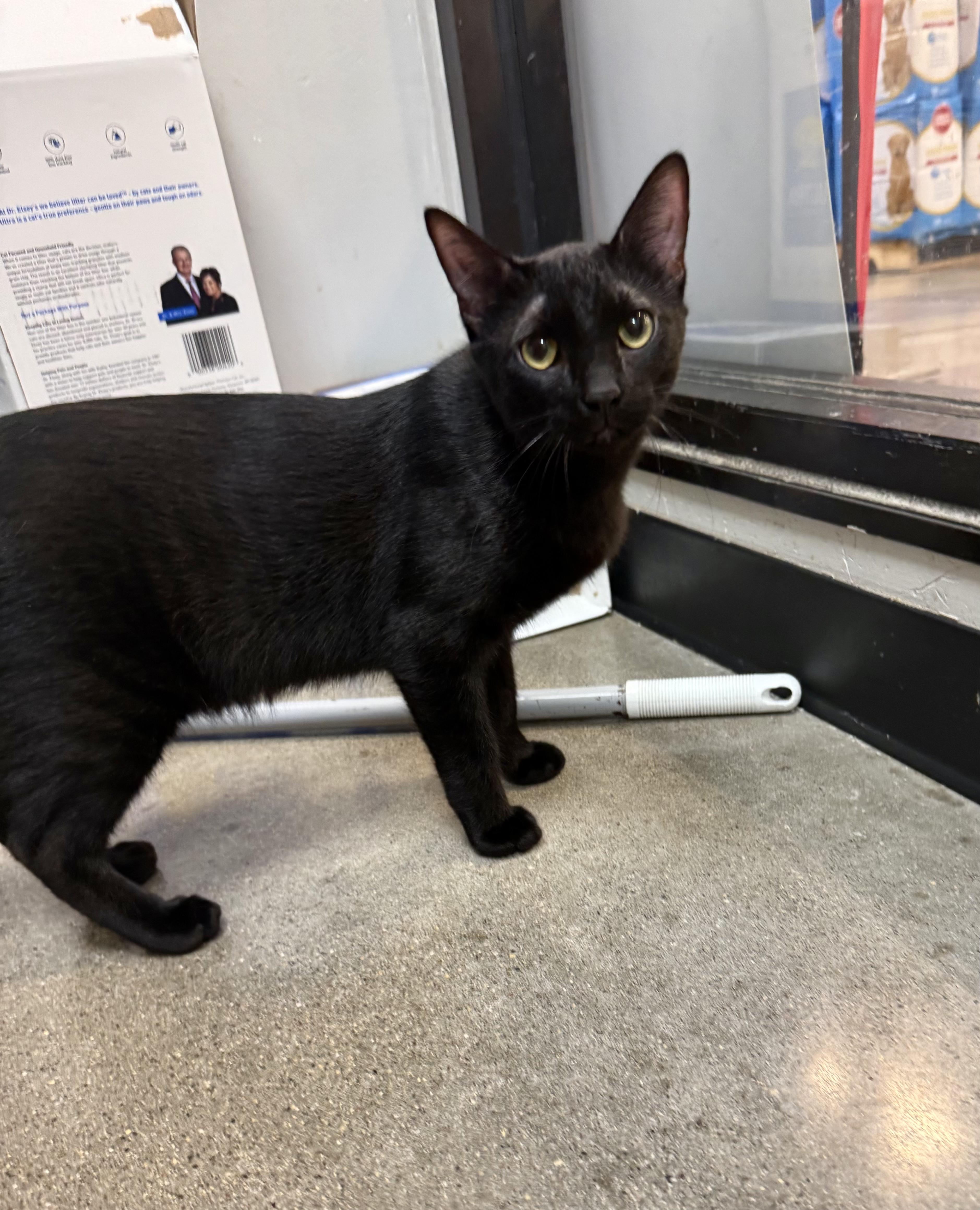 An adult medium-sized male Black Domestic Short Hair cat named Junior for adoption in Blaine, MN