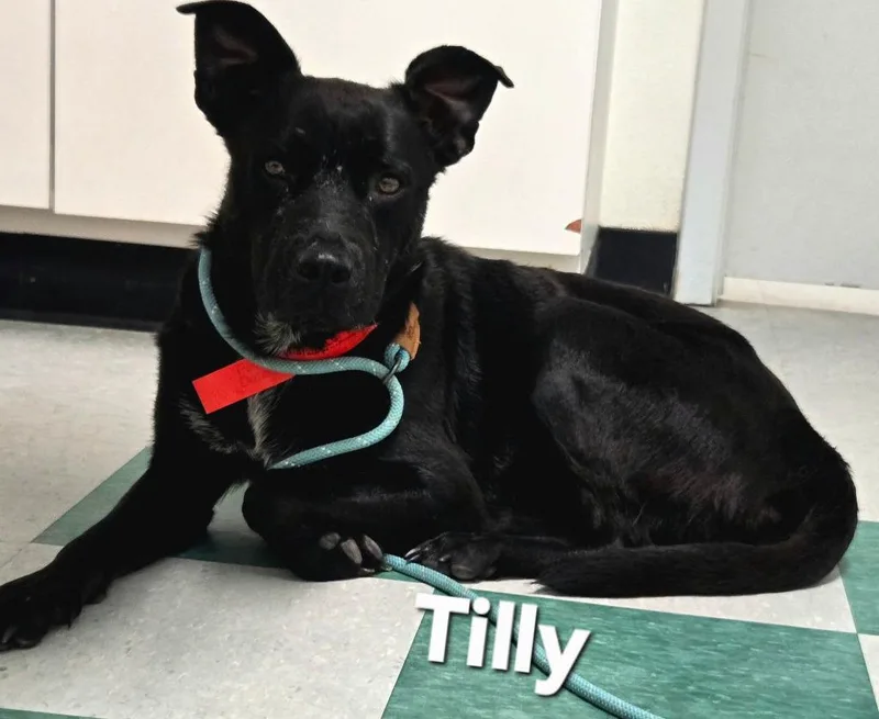 Tilly Garrone thumbnail 2