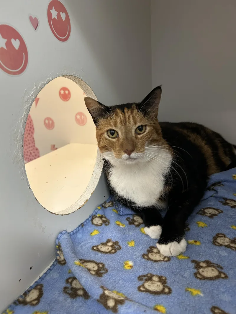 An adult extra large-sized female Domestic Short Hair cat named Calli for adoption in Honolulu, HI