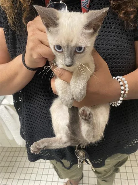 A baby medium-sized female Domestic Short Hair cat named Lilly for adoption in Dallas, TX