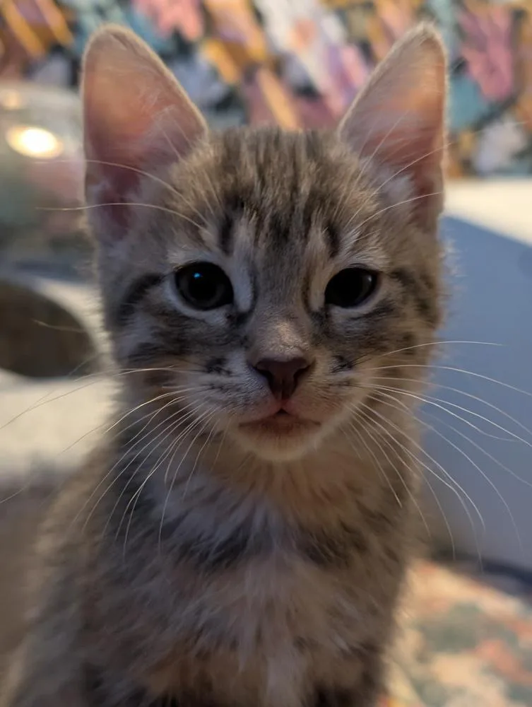 A baby small-sized male Domestic Short Hair cat named Canyon for adoption in Chicago, IL
