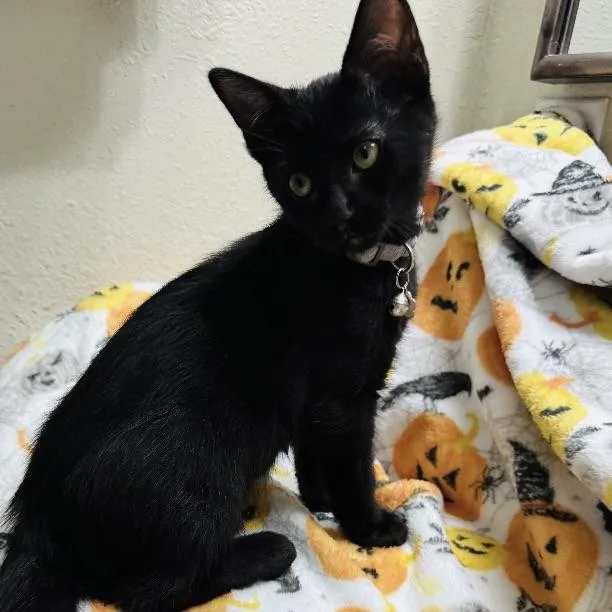 A baby small-sized male Black Domestic Short Hair cat named Moxie for adoption in Liverpool, TX