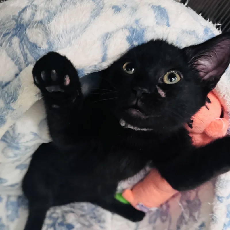 Moxie thumbnail 2